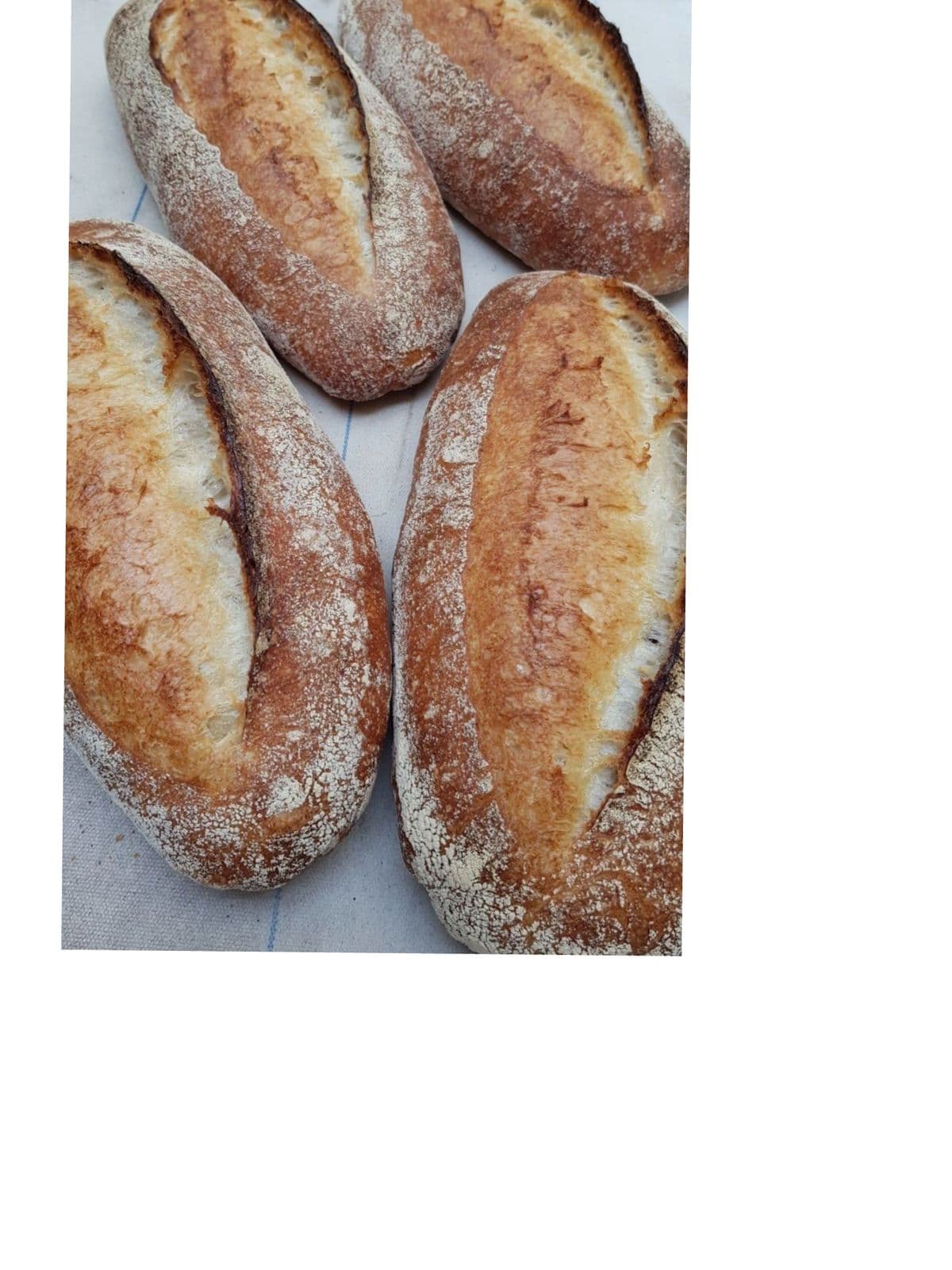 Fresh rustic Italian rolls and buns